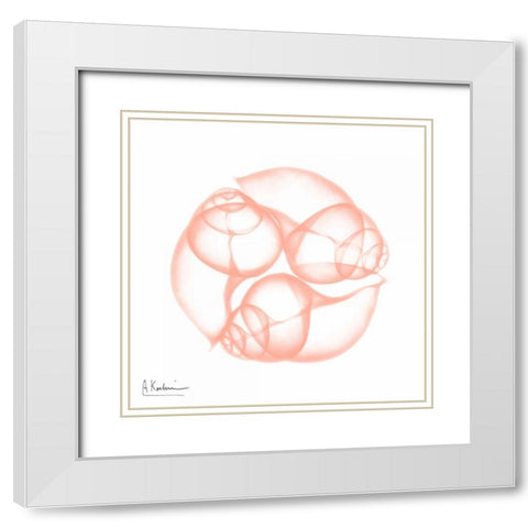 Peach Snail Shell White Modern Wood Framed Art Print with Double Matting by Koetsier, Albert