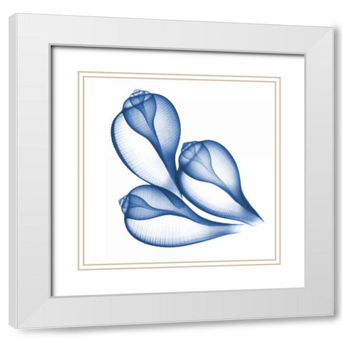 Blue Three Conch White Modern Wood Framed Art Print with Double Matting by Koetsier, Albert