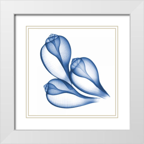 Blue Three Conch White Modern Wood Framed Art Print with Double Matting by Koetsier, Albert