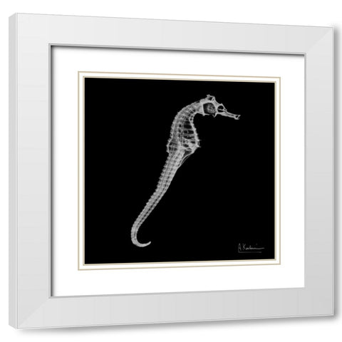 Seahorse In The Black White Modern Wood Framed Art Print with Double Matting by Koetsier, Albert