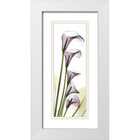 Lavender Dreams White Modern Wood Framed Art Print with Double Matting by Koetsier, Albert