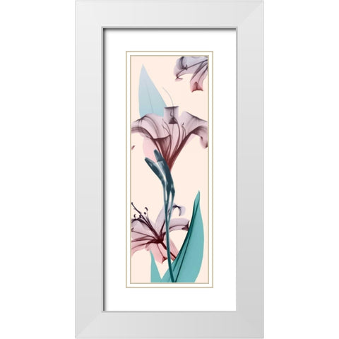 Spring Lily White Modern Wood Framed Art Print with Double Matting by Koetsier, Albert