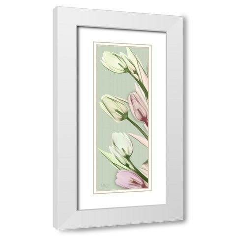Spring Time Tulips White Modern Wood Framed Art Print with Double Matting by Koetsier, Albert