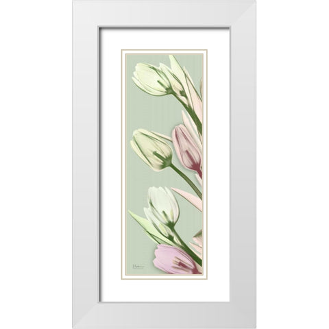Spring Time Tulips White Modern Wood Framed Art Print with Double Matting by Koetsier, Albert