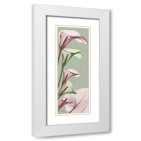 Spring Time Calla Lilies White Modern Wood Framed Art Print with Double Matting by Koetsier, Albert