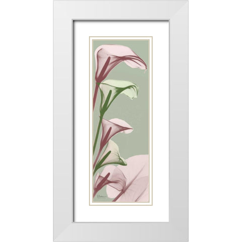 Spring Time Calla Lilies White Modern Wood Framed Art Print with Double Matting by Koetsier, Albert