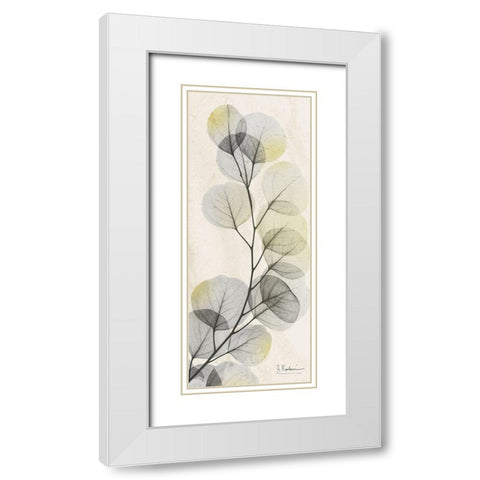 Eucalyptus Sunshine White Modern Wood Framed Art Print with Double Matting by Koetsier, Albert