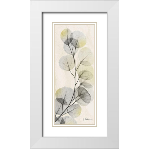 Eucalyptus Sunshine White Modern Wood Framed Art Print with Double Matting by Koetsier, Albert