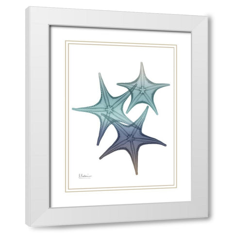 Starfish Ombre 2 White Modern Wood Framed Art Print with Double Matting by Koetsier, Albert