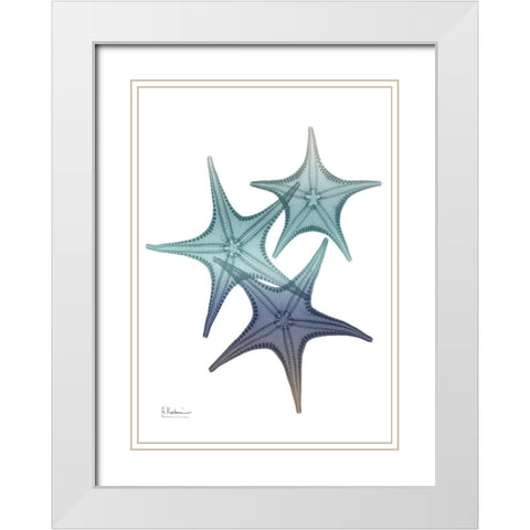 Starfish Ombre 2 White Modern Wood Framed Art Print with Double Matting by Koetsier, Albert