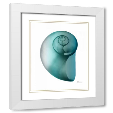 Water Snail 2 White Modern Wood Framed Art Print with Double Matting by Koetsier, Albert