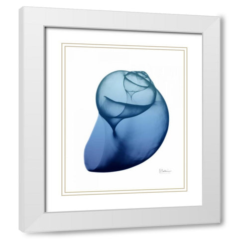 Scenic Water Snail 1 White Modern Wood Framed Art Print with Double Matting by Koetsier, Albert