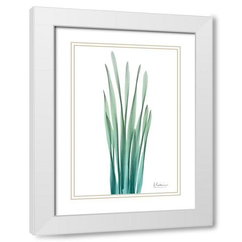 Radiant Hyacinth Leaf 2 White Modern Wood Framed Art Print with Double Matting by Koetsier, Albert