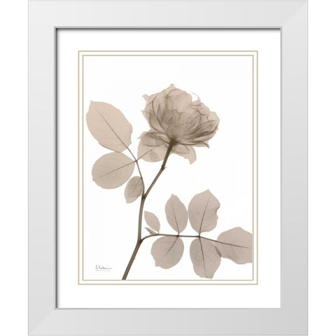 Rose Cream 1 White Modern Wood Framed Art Print with Double Matting by Koetsier, Albert