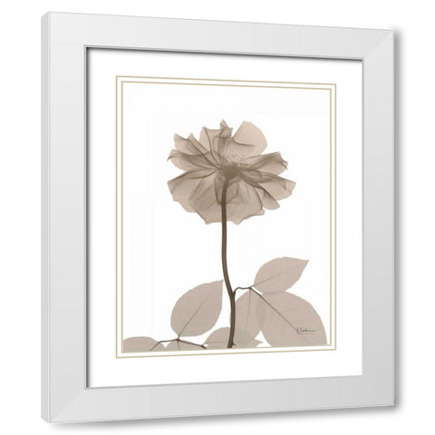 Rose Cream 2 White Modern Wood Framed Art Print with Double Matting by Koetsier, Albert