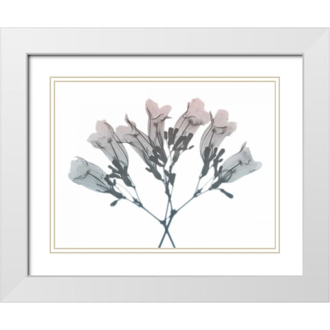 Blooming Jacaranoa 2 White Modern Wood Framed Art Print with Double Matting by Koetsier, Albert