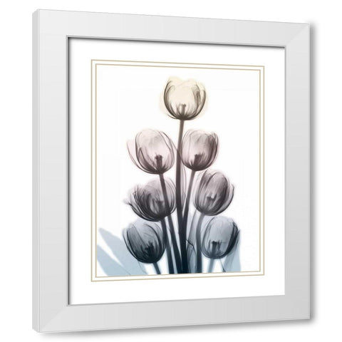 Springing Tulips White Modern Wood Framed Art Print with Double Matting by Koetsier, Albert