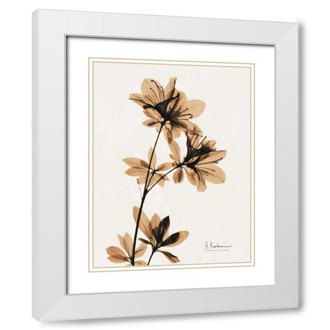 Aged Azalea White Modern Wood Framed Art Print with Double Matting by Koetsier, Albert