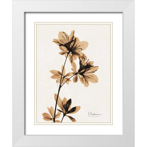 Aged Azalea White Modern Wood Framed Art Print with Double Matting by Koetsier, Albert