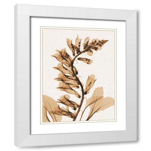 Aged Fox Glove White Modern Wood Framed Art Print with Double Matting by Koetsier, Albert