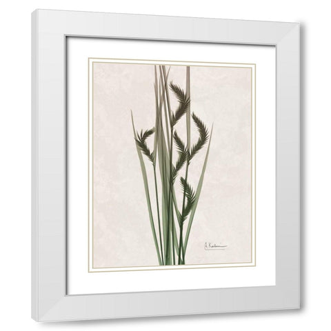 Aged Oat Grass White Modern Wood Framed Art Print with Double Matting by Koetsier, Albert