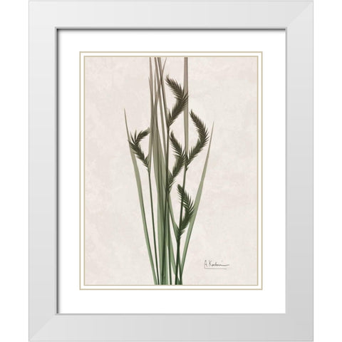 Aged Oat Grass White Modern Wood Framed Art Print with Double Matting by Koetsier, Albert