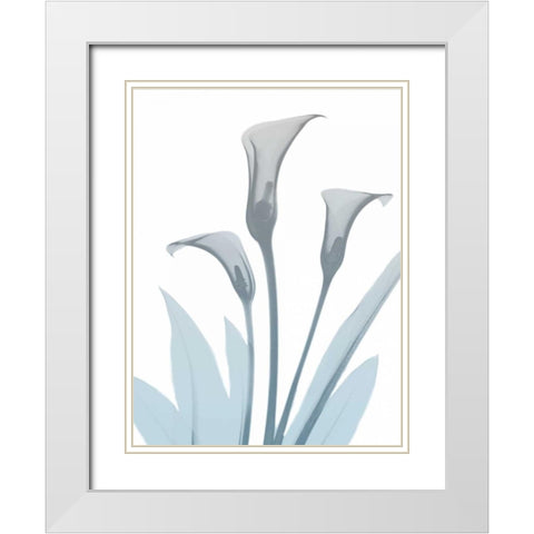 Serene Calla Lily 2 White Modern Wood Framed Art Print with Double Matting by Koetsier, Albert