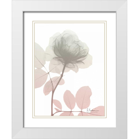 Serenity Rose White Modern Wood Framed Art Print with Double Matting by Koetsier, Albert