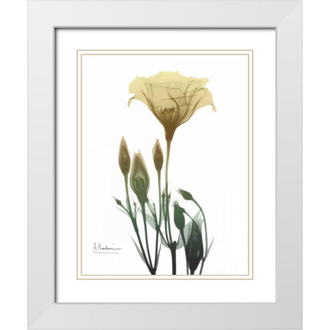 Ocre Bloom 2 White Modern Wood Framed Art Print with Double Matting by Koetsier, Albert