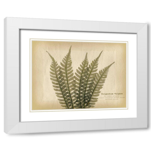 Parchment Fern 2 White Modern Wood Framed Art Print with Double Matting by Koetsier, Albert