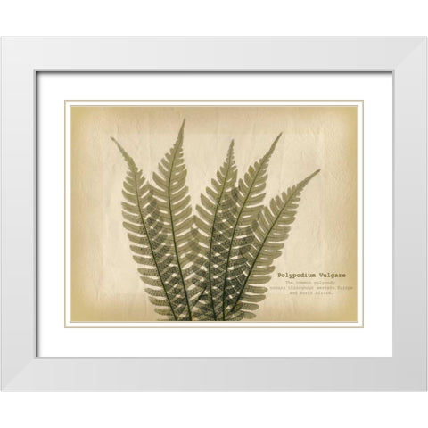 Parchment Fern 2 White Modern Wood Framed Art Print with Double Matting by Koetsier, Albert