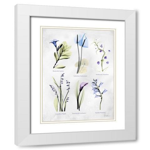 Vast Botanicals White Modern Wood Framed Art Print with Double Matting by Koetsier, Albert