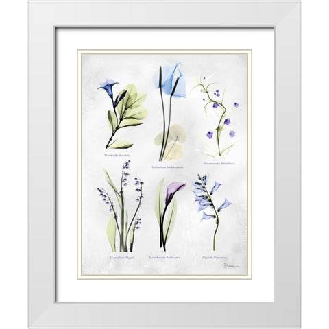 Vast Botanicals White Modern Wood Framed Art Print with Double Matting by Koetsier, Albert