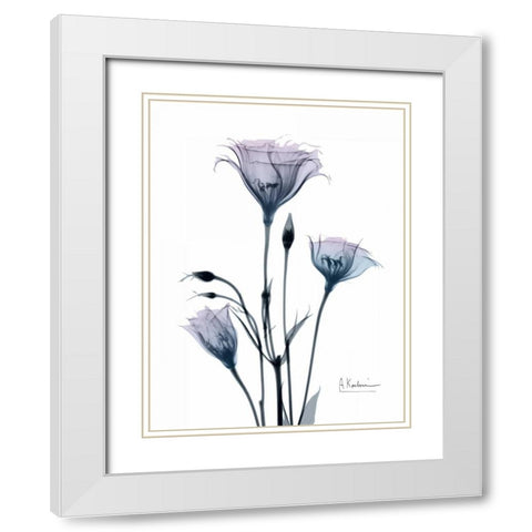 Midnight Gentian 2 White Modern Wood Framed Art Print with Double Matting by Koetsier, Albert