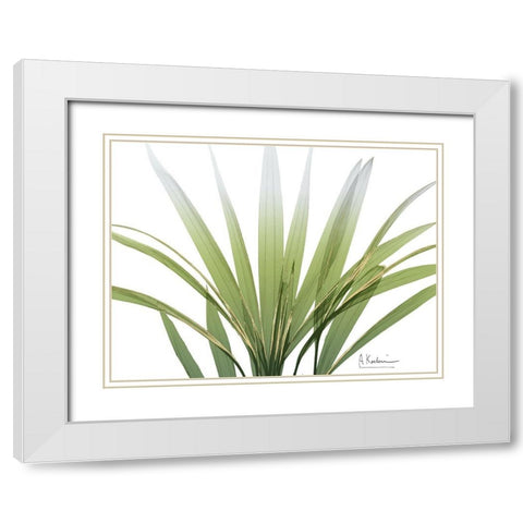 Golden Palm White Modern Wood Framed Art Print with Double Matting by Koetsier, Albert