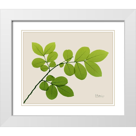 Natural Greenery 1 White Modern Wood Framed Art Print with Double Matting by Koetsier, Albert