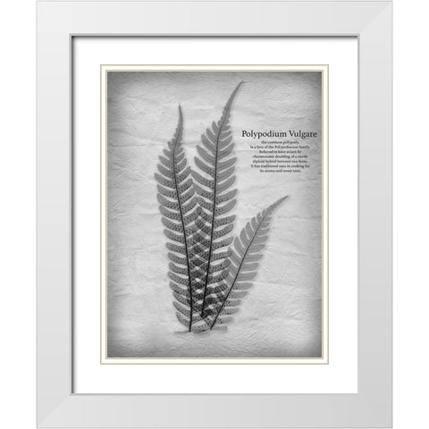 Vintage Fern 1 White Modern Wood Framed Art Print with Double Matting by Koetsier, Albert