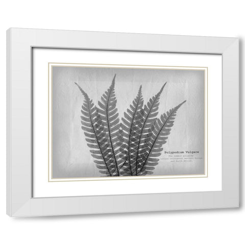 Vintage Fern 2 White Modern Wood Framed Art Print with Double Matting by Koetsier, Albert