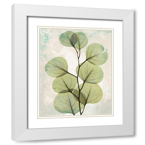 Eucalyptus Stoned 2 White Modern Wood Framed Art Print with Double Matting by Koetsier, Albert