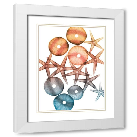 Jolly Starfish 1 White Modern Wood Framed Art Print with Double Matting by Koetsier, Albert