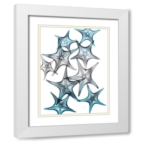 Blue Hue Starfish 2 White Modern Wood Framed Art Print with Double Matting by Koetsier, Albert