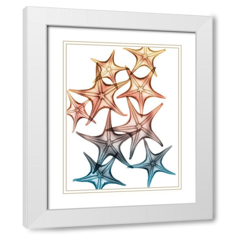 Jolly Starfish 2 White Modern Wood Framed Art Print with Double Matting by Koetsier, Albert