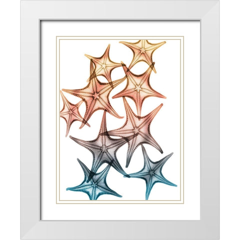 Jolly Starfish 2 White Modern Wood Framed Art Print with Double Matting by Koetsier, Albert