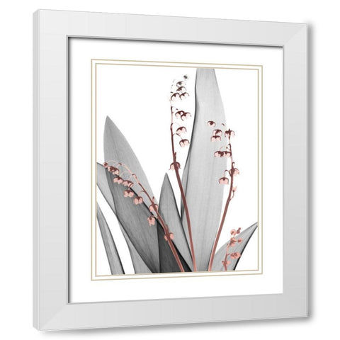 Lily of the Blush 1 White Modern Wood Framed Art Print with Double Matting by Koetsier, Albert