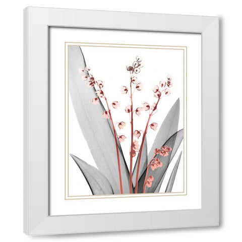 Lily of the Blush 2 White Modern Wood Framed Art Print with Double Matting by Koetsier, Albert