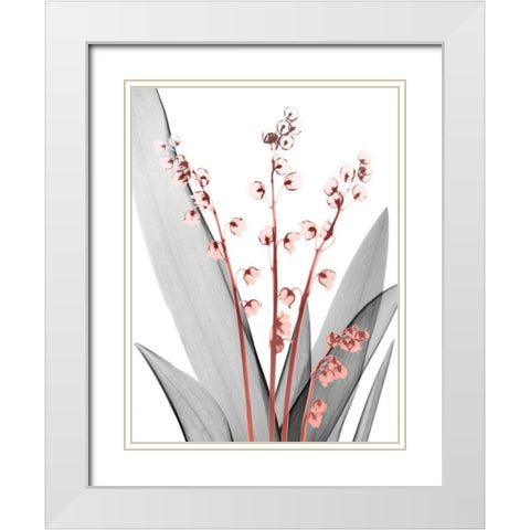 Lily of the Blush 2 White Modern Wood Framed Art Print with Double Matting by Koetsier, Albert