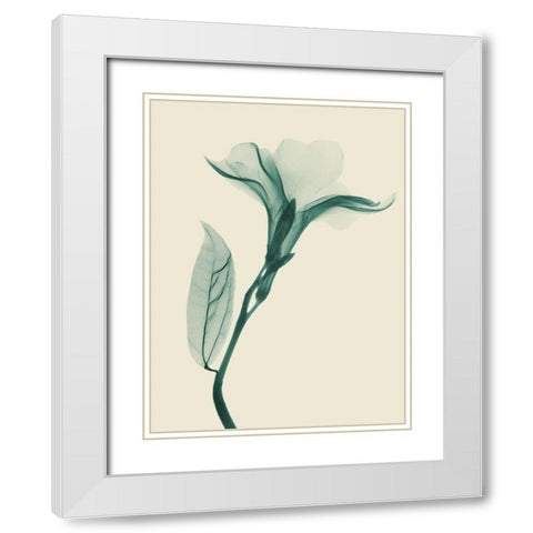 Lucky Oleander 1 White Modern Wood Framed Art Print with Double Matting by Koetsier, Albert