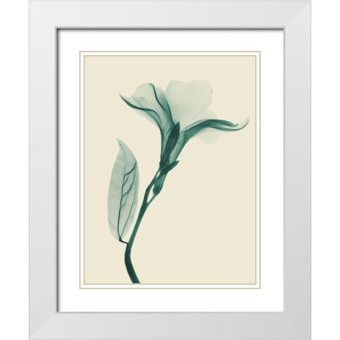 Lucky Oleander 1 White Modern Wood Framed Art Print with Double Matting by Koetsier, Albert