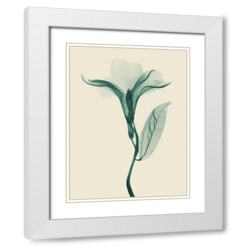 Lucky Oleander 2 White Modern Wood Framed Art Print with Double Matting by Koetsier, Albert