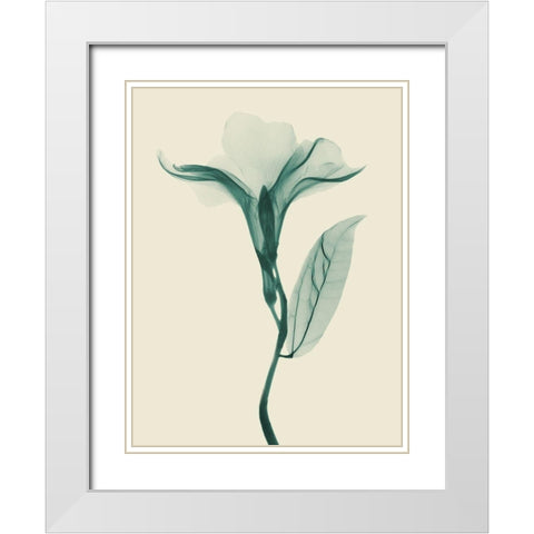 Lucky Oleander 2 White Modern Wood Framed Art Print with Double Matting by Koetsier, Albert